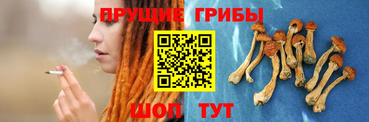 Псилоцибиновые грибы GOLDEN TEACHER Алейск